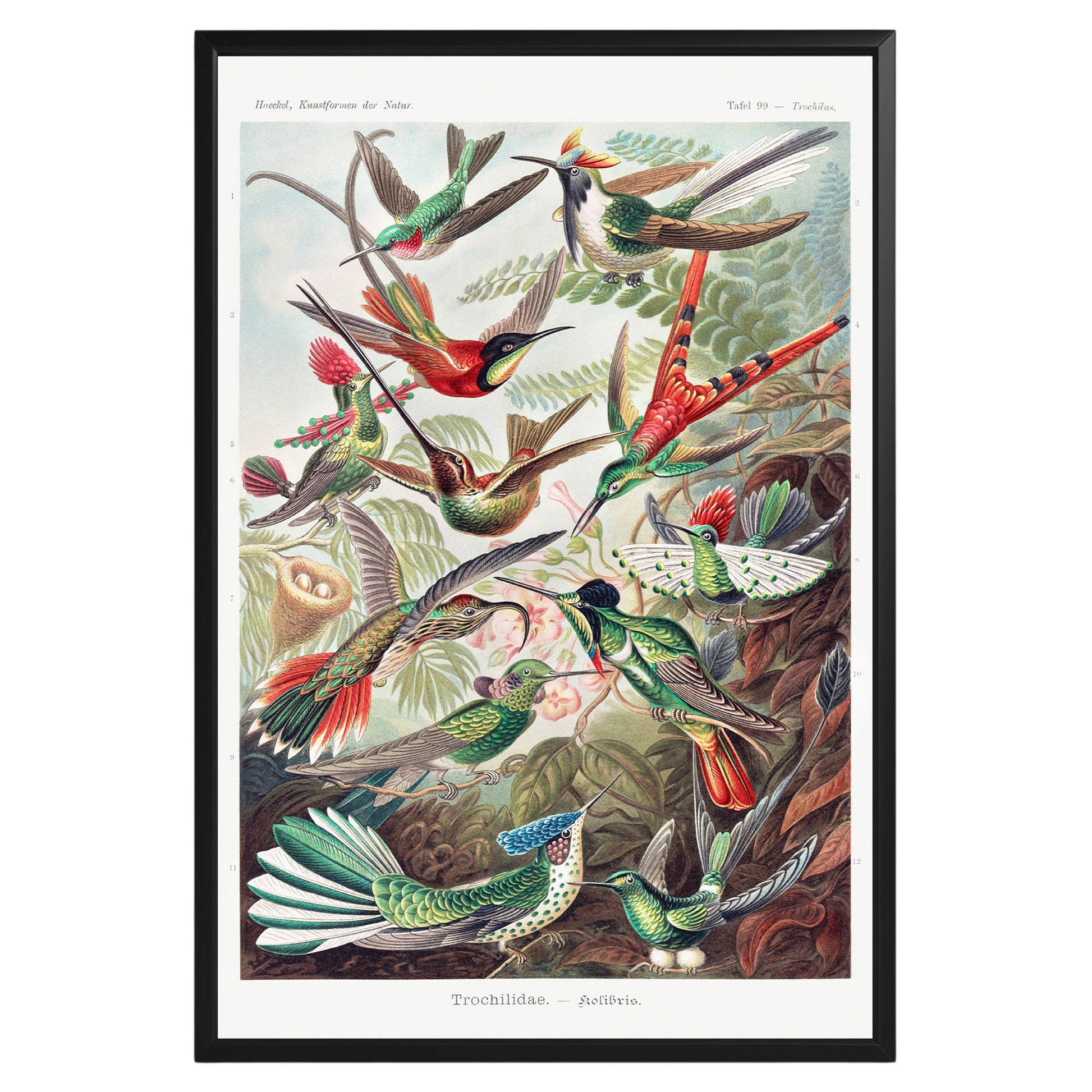 Vintage Trochilidae–Kolibris Botanical Poster - GroovyGrove