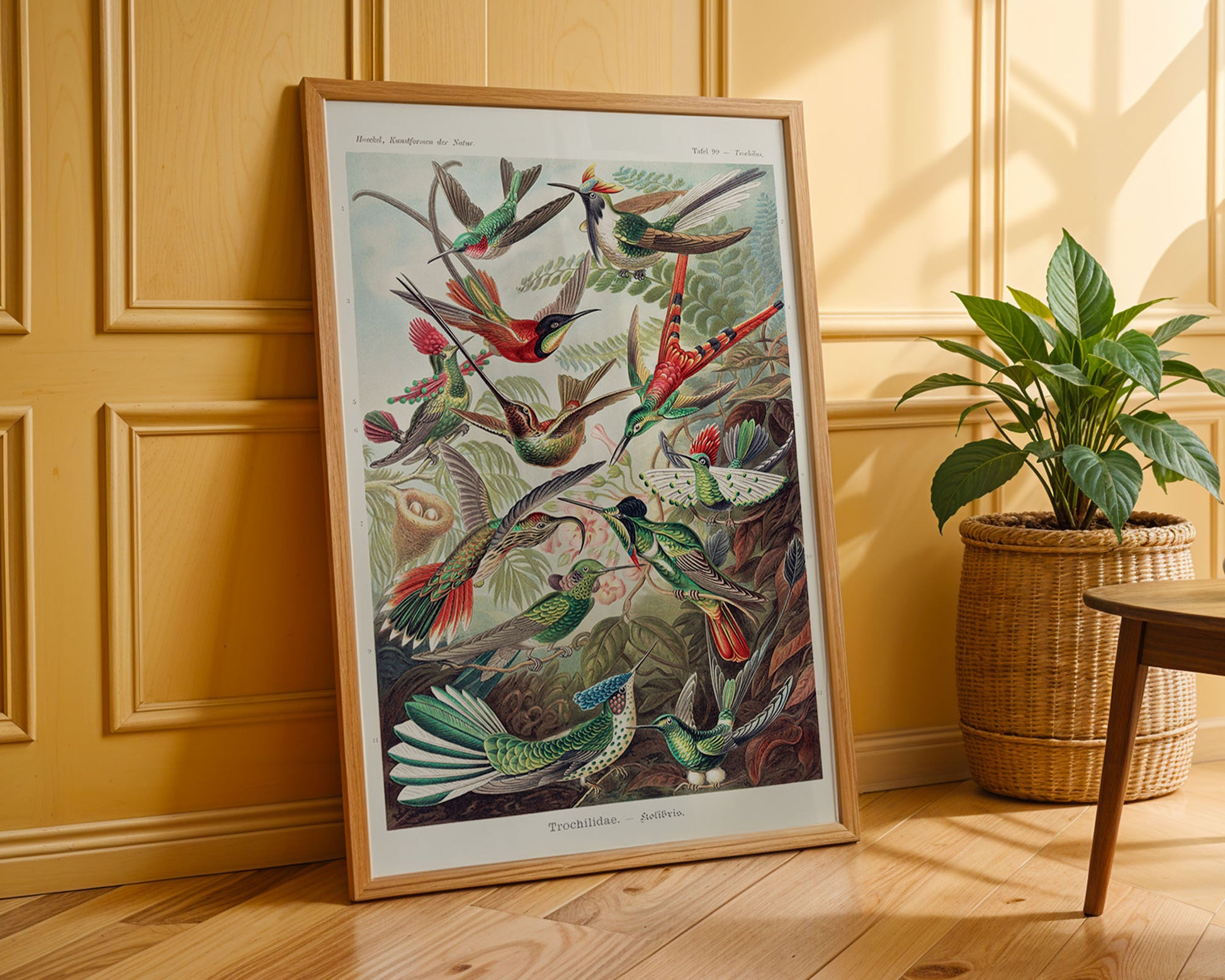 Vintage Trochilidae–Kolibris Botanical Poster - GroovyGrove