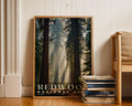 Redwood National Park Poster - GroovyGrove