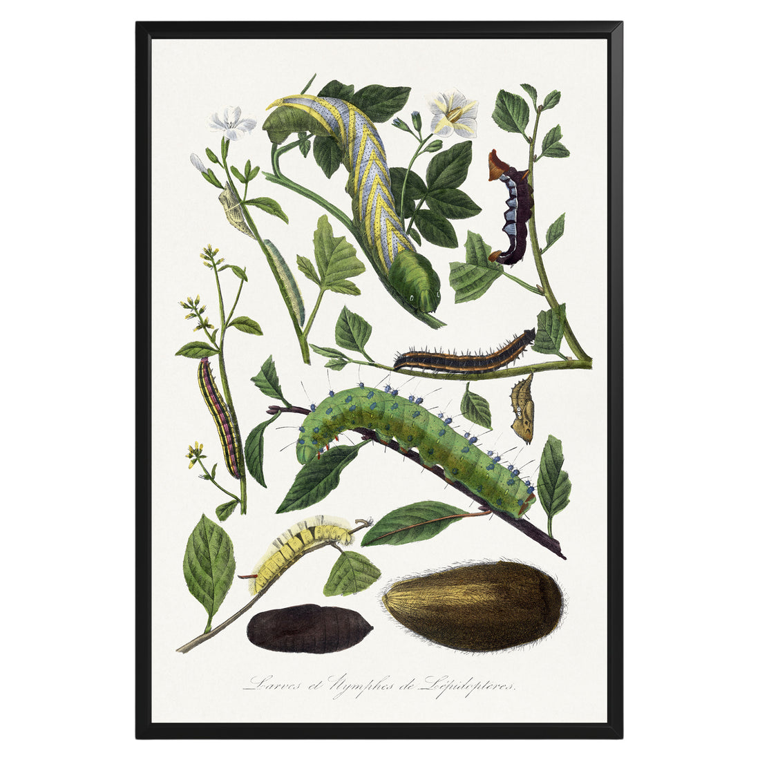 Vintage Caterpillar Botanical Poster - GroovyGrove