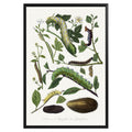 Vintage Caterpillar Botanical Poster - GroovyGrove