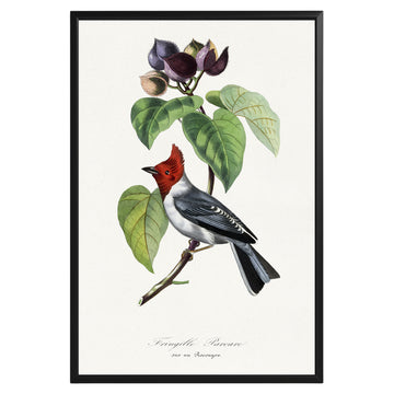 Vintage Fringilla Bird Botanical Poster - GroovyGrove