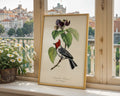 Vintage Fringilla Bird Botanical Poster - GroovyGrove