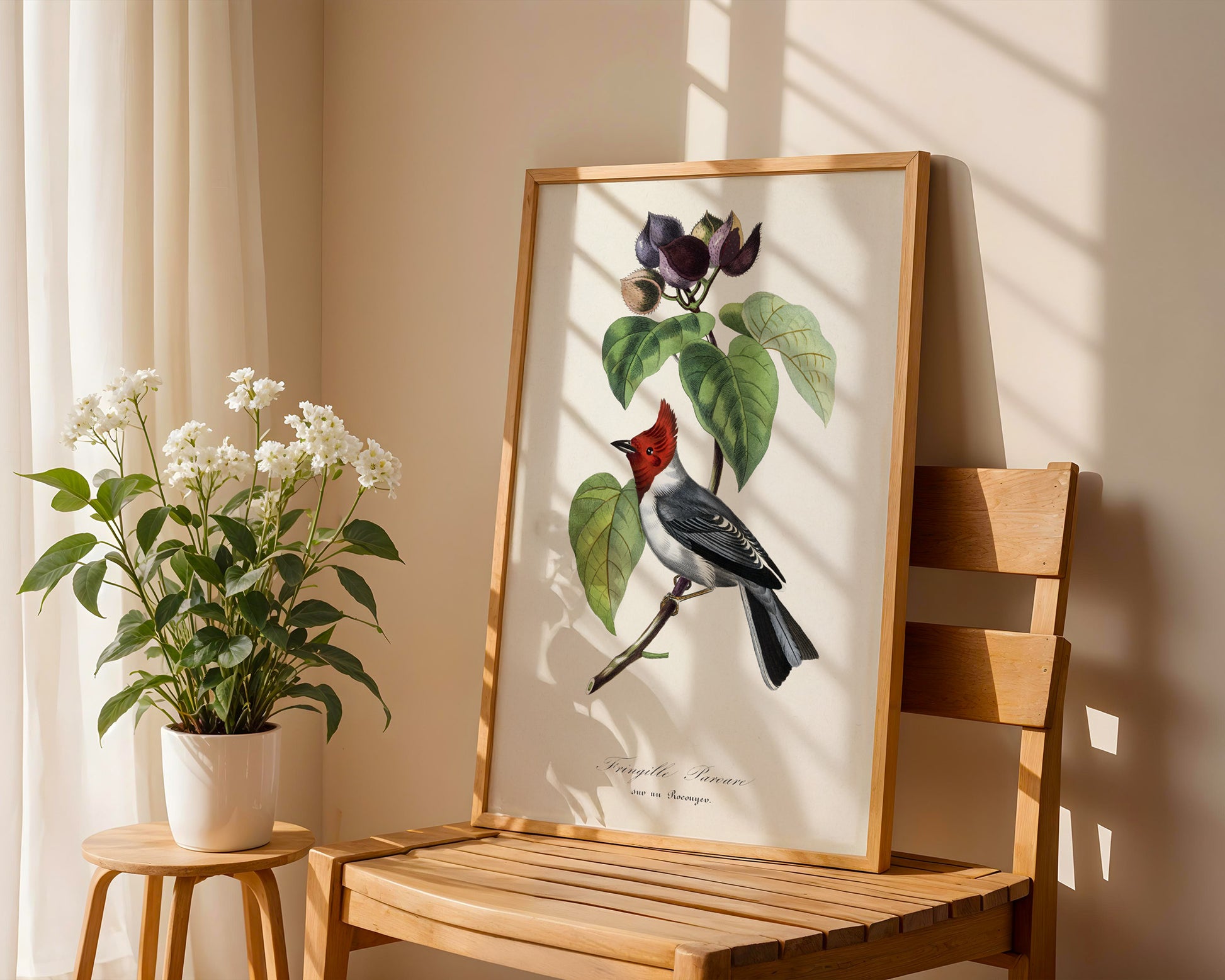 Vintage Fringilla Bird Botanical Poster - GroovyGrove