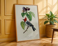 Vintage Fringilla Bird Botanical Poster - GroovyGrove