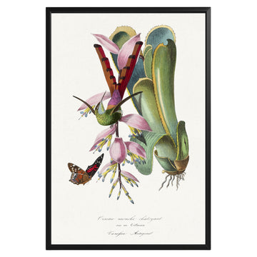 Vintage Hummingbird Botanical Poster - GroovyGrove