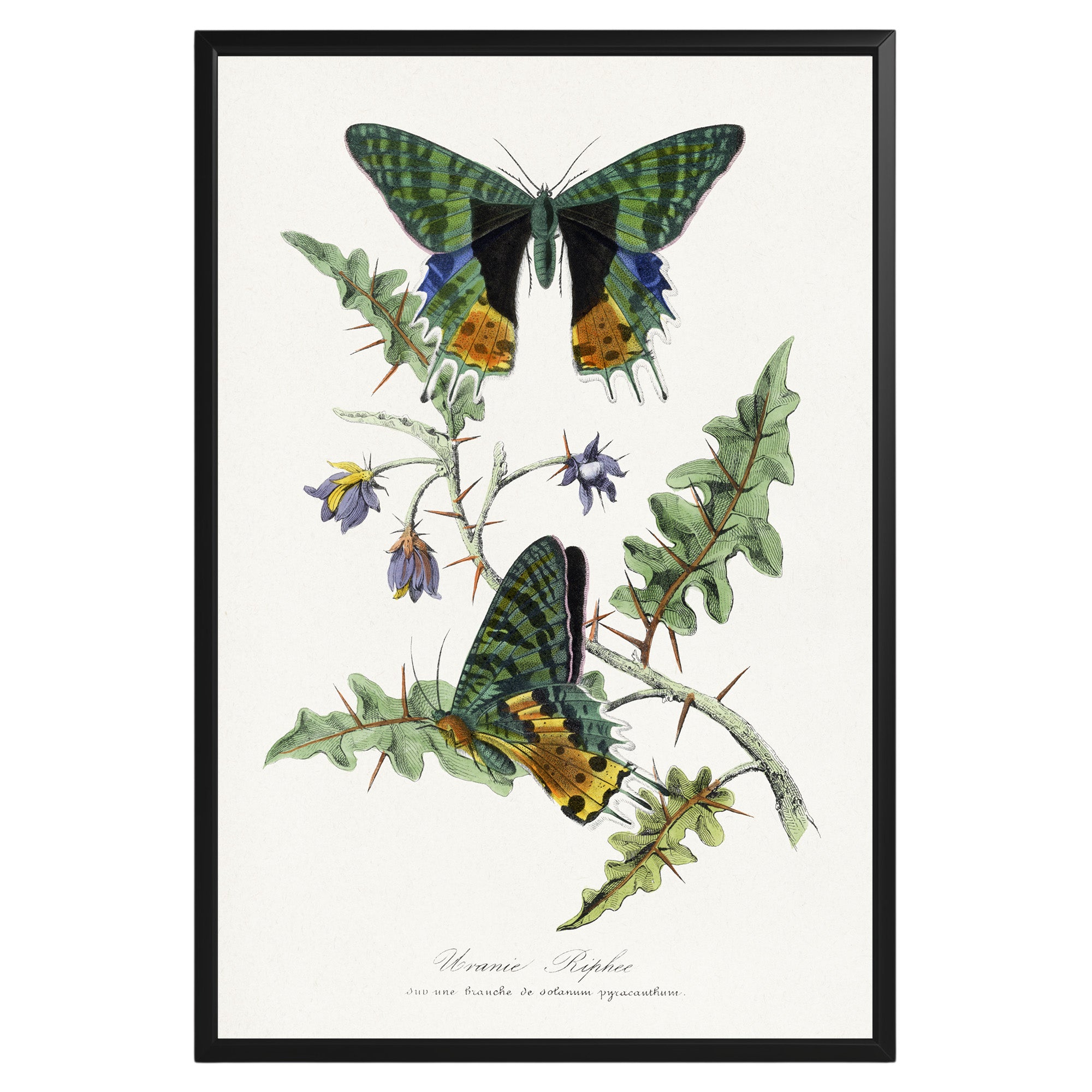 Vintage Butterfly Botanical Poster - GroovyGrove