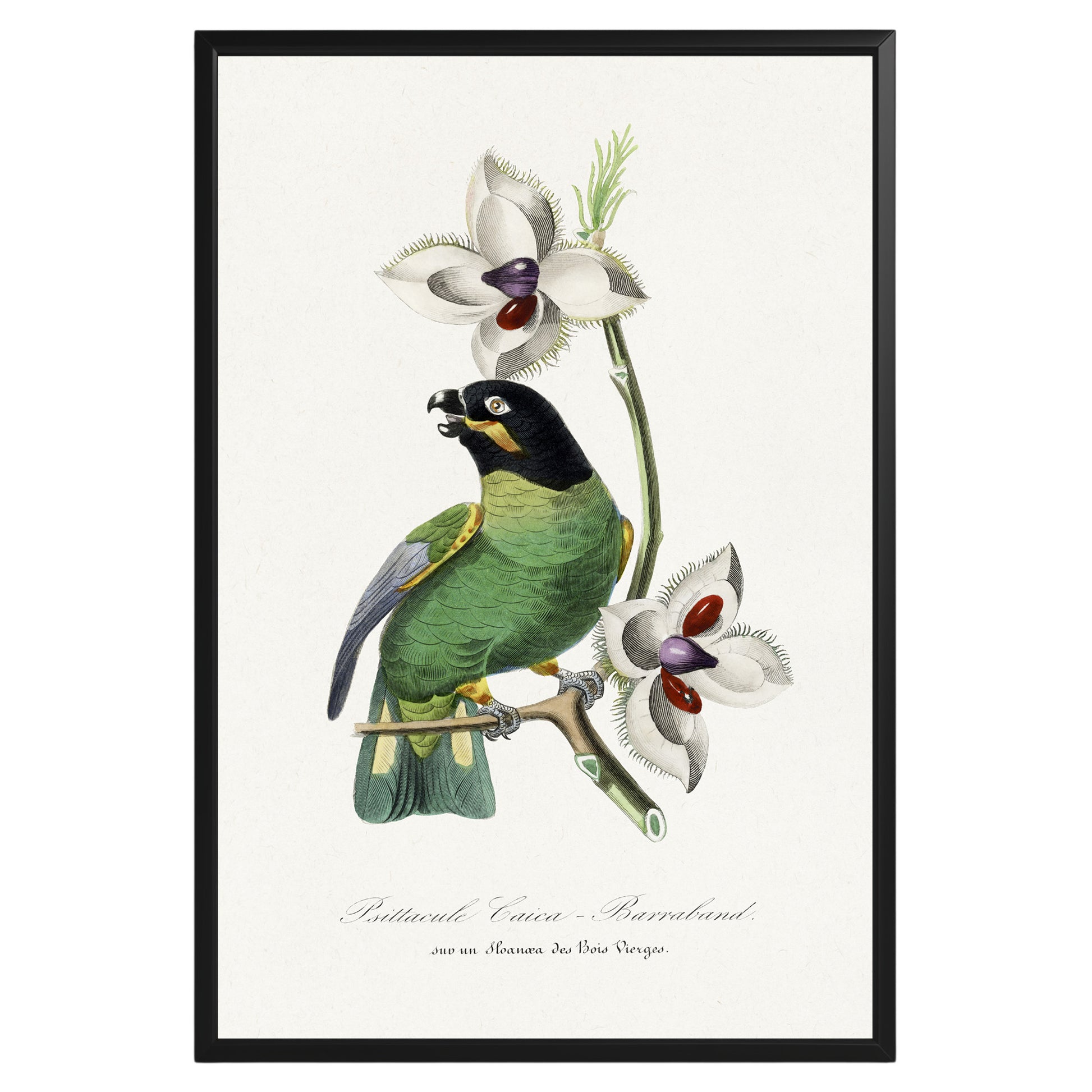 Vintage Parakeet Botanical Poster - GroovyGrove