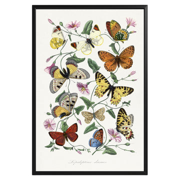 Vintage Butterfly & Moth Poster - GroovyGrove