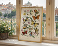 Vintage Butterfly & Moth Poster - GroovyGrove