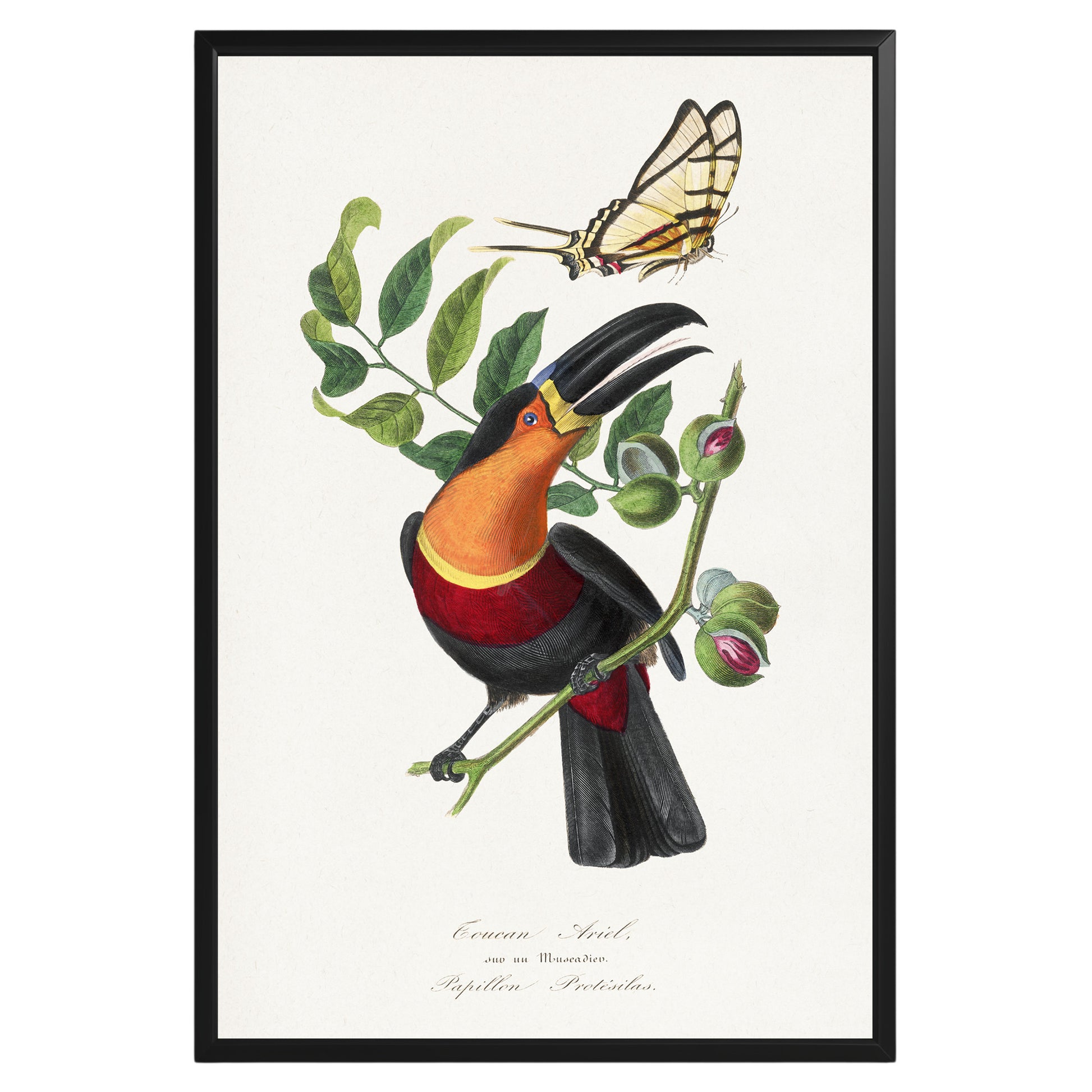 Vintage Toucan Botanical Poster - GroovyGrove