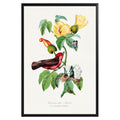 Vintage Vermilion Flycatcher Botanical Poster - GroovyGrove