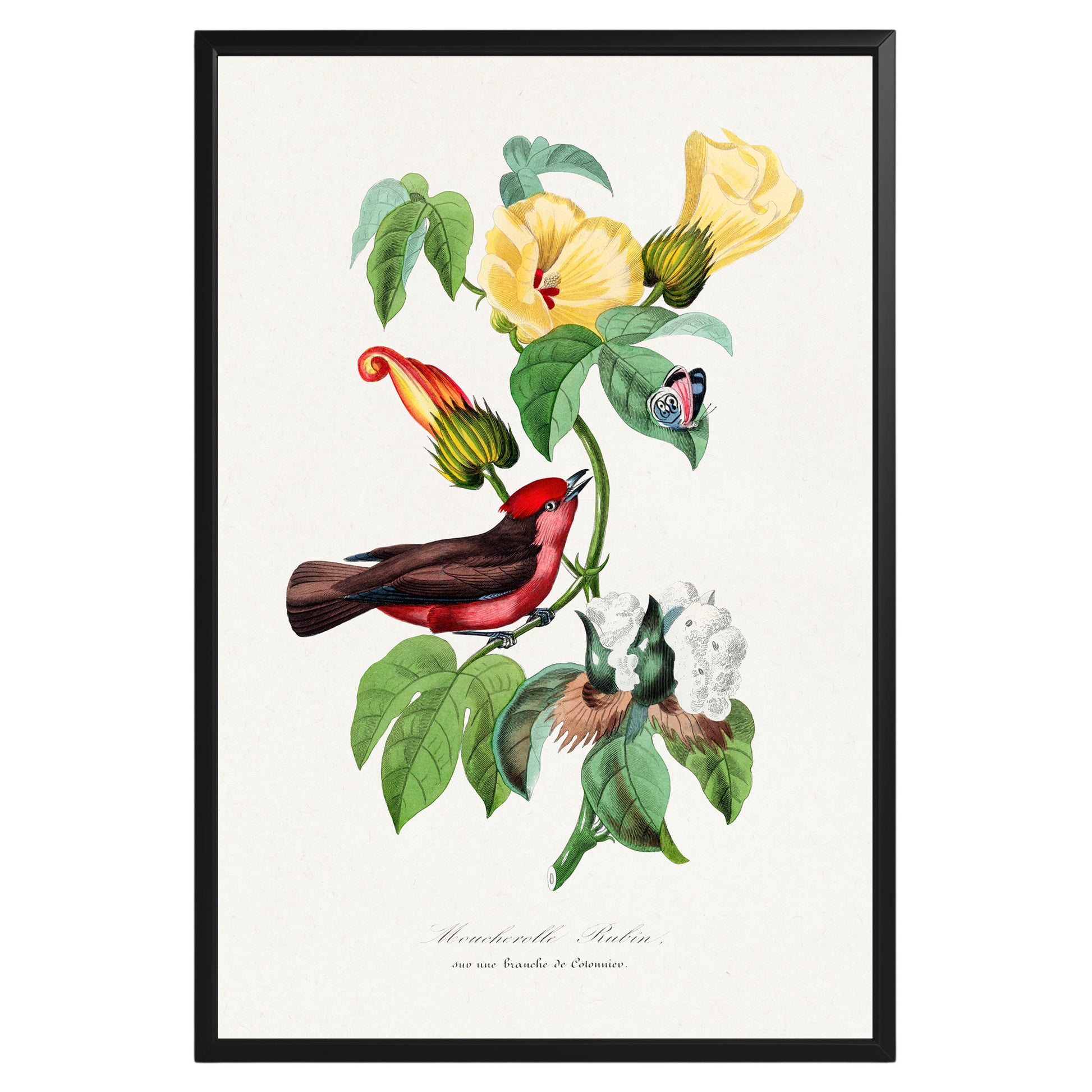 Vintage Vermilion Flycatcher Botanical Poster - GroovyGrove