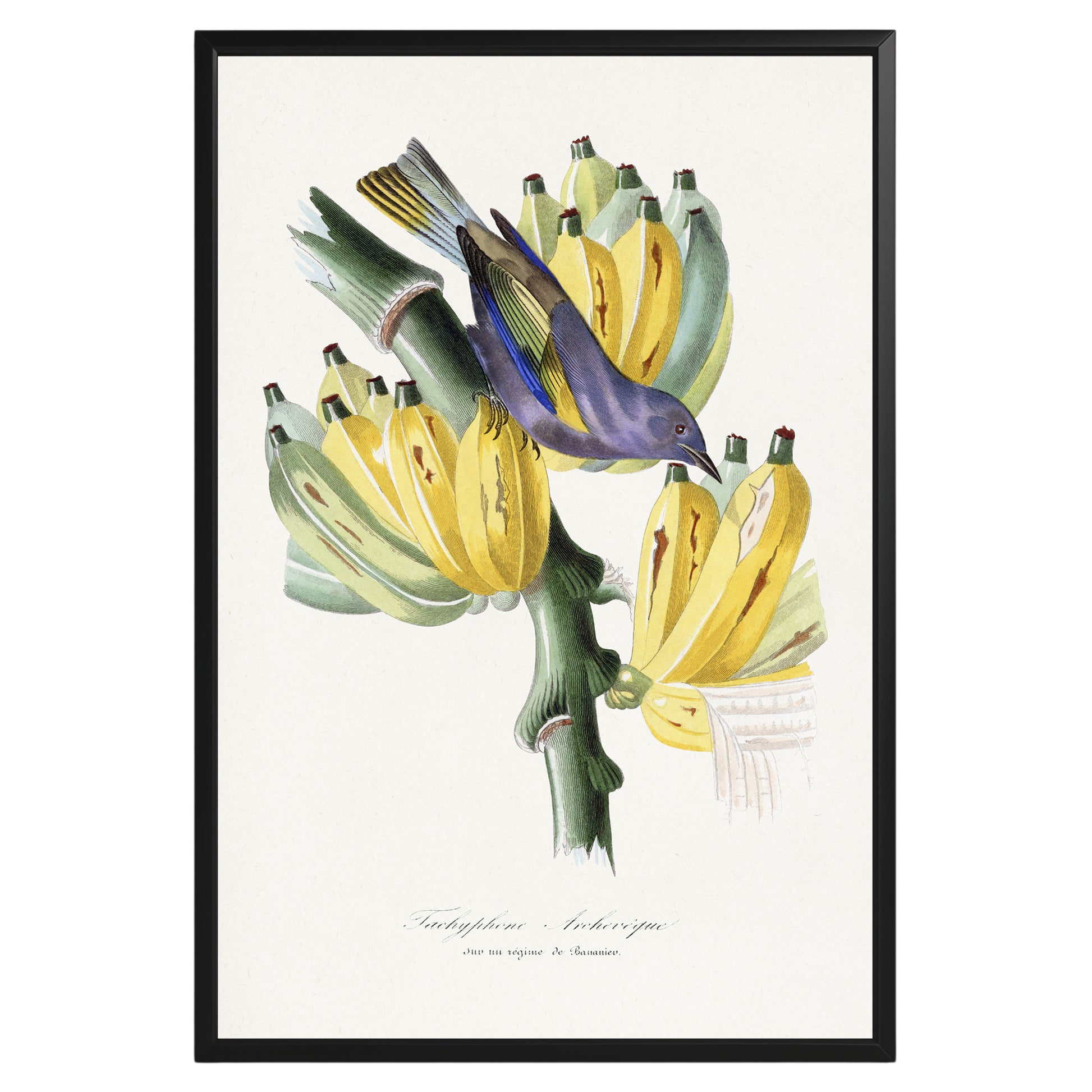 Vintage Tachyphone Archeveque Botanical Poster - GroovyGrove